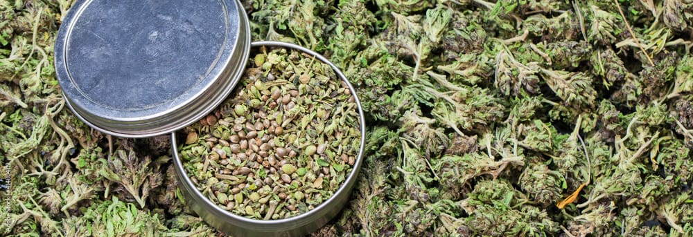 Cannabis Samen und sexuelle Gesundheit: Ein aufkommendes Forschungsfeld