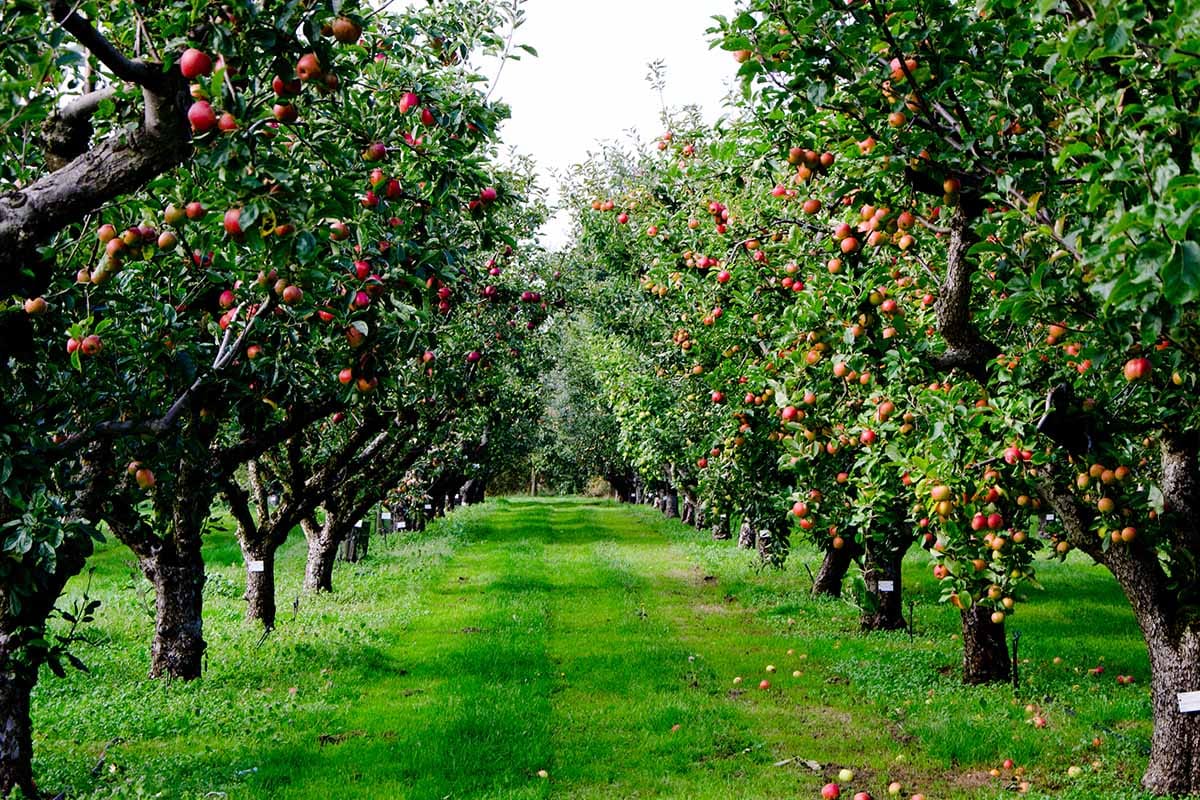 Obstbäume Hochstamm kaufen: Die besten Sorten für eine ertragreiche Gartengestaltung