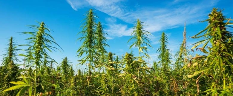 Weed-Entwicklung: Wie Cannapot Trends und Genetik definiert