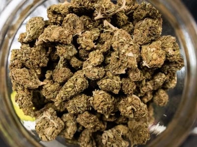 Weed-Entwicklung: Wie Cannapot Trends und Genetik definiert