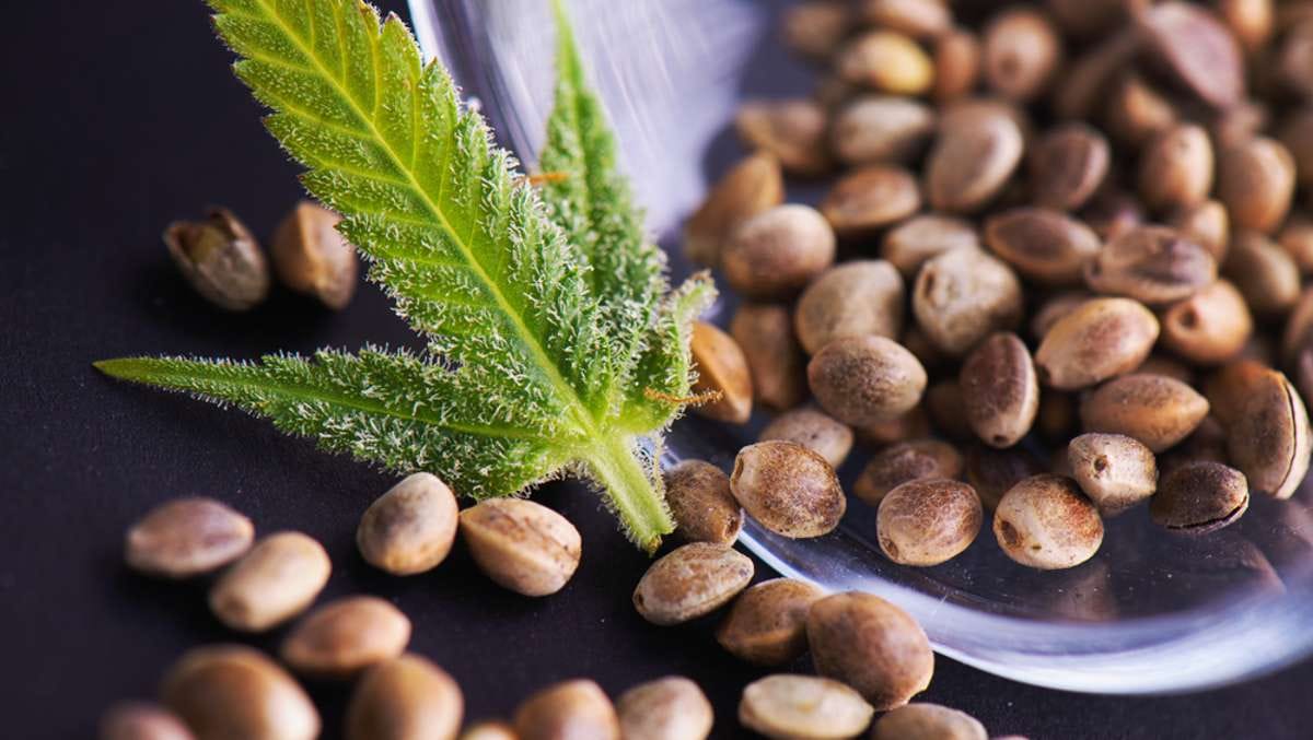 Die Wirkung von Gratis Cannabis Samen auf die Gesundheit